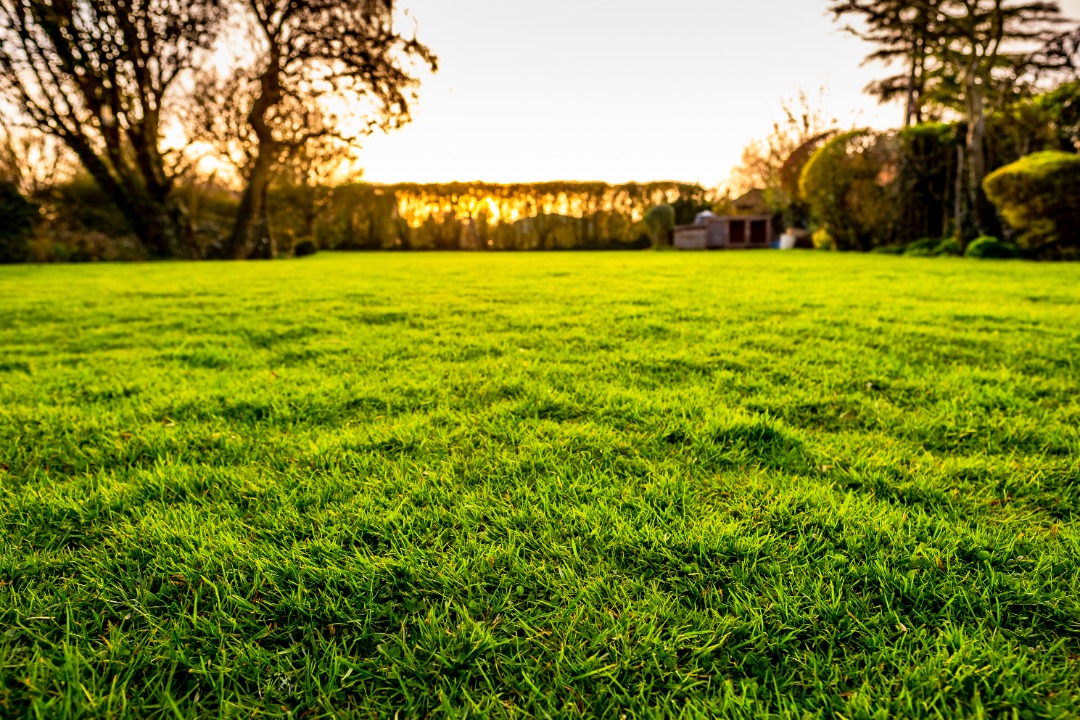 Wide grassy field glowing in golden sunlight at sunset, surrounded by tall trees and distant garden structures.