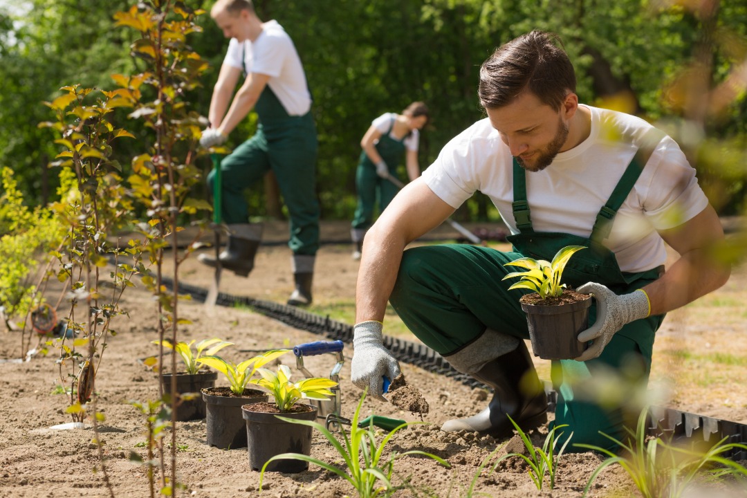 Male landscaper in uniform plants greenery in soil while team members work in background on a sunny outdoor job site.