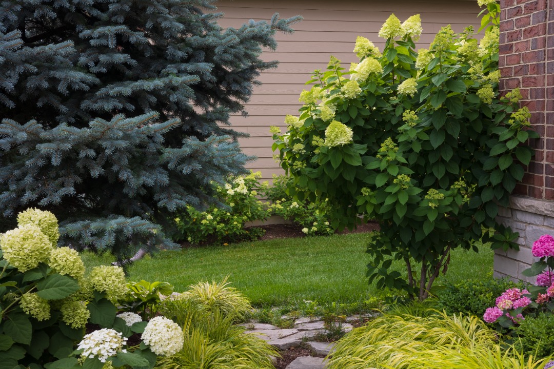 Backyard corner with blooming hydrangeas, ornamental grass, and a blue spruce tree beside a brick and siding wall.