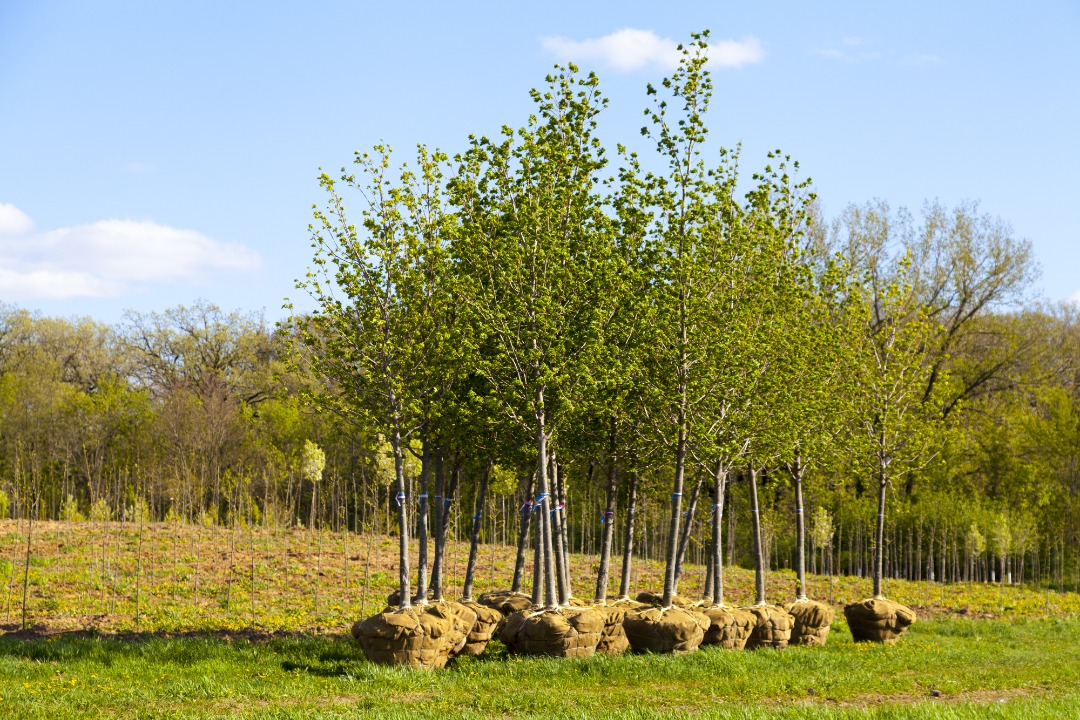  Young balled and burlapped trees lined up for planting in a field nursery, ready for landscaping installation in spring.