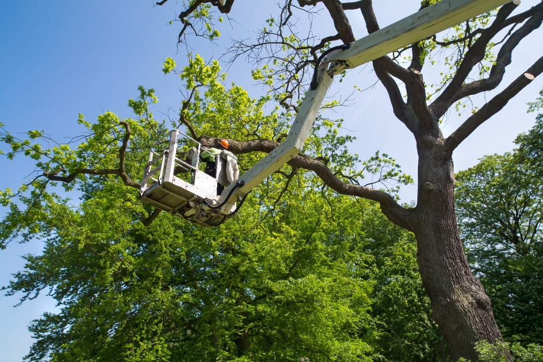 Arborist in lift trimming large tree branches using a chainsaw for safety and tree maintenance under clear blue skies.