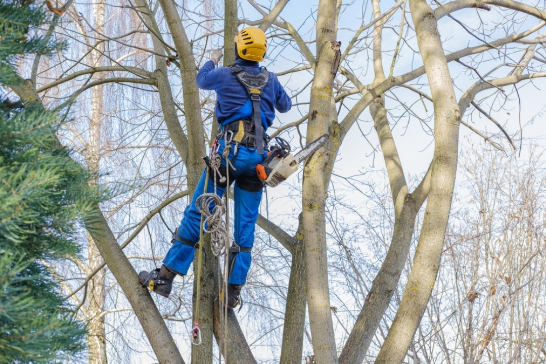 Tree care professional wearing harness and helmet climbs a tall tree with ropes and chainsaw for precise limb removal.